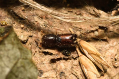 Xylocleptes bispinus