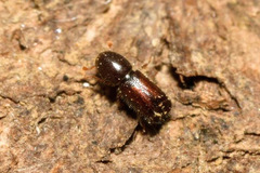 Xylocleptes bispinus