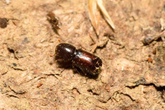 Xylocleptes bispinus