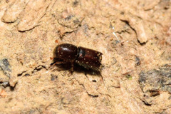 Xylocleptes bispinus