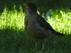 Turdus falcklandii