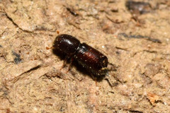 Xylocleptes bispinus