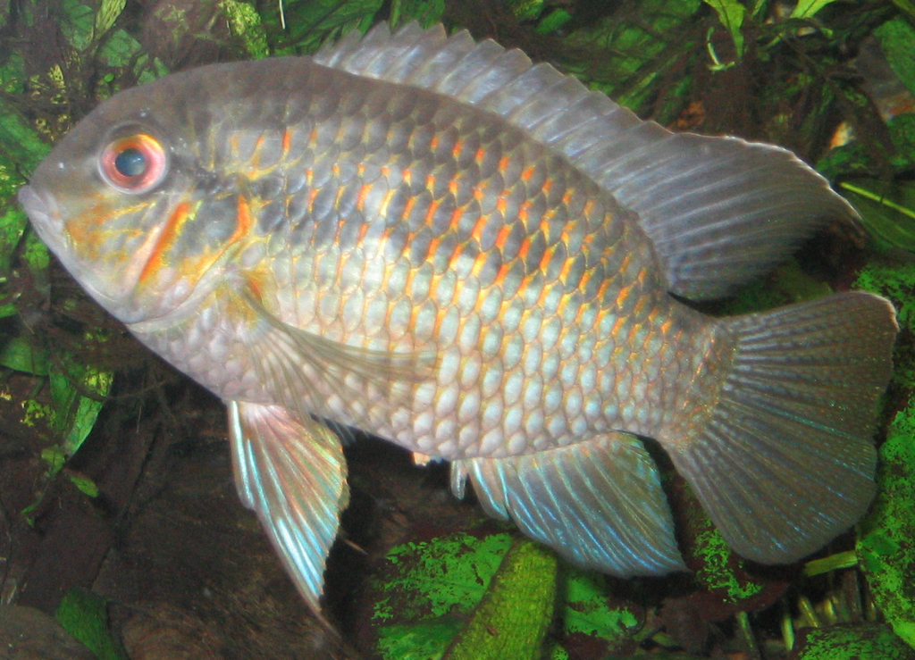 Xingu Krobia