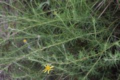 Senecio prostratus