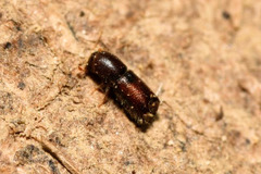 Xylocleptes bispinus