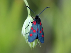 Zygaena angelicae