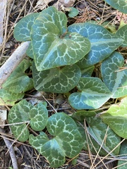 Asarum marmoratum