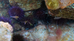 Pempheris multiradiata