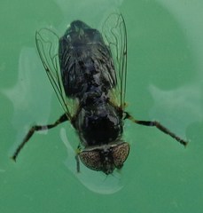 Eristalinus sepulchralis