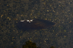 Lanceolaria acrorrhyncha