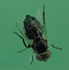 Eristalinus sepulchralis