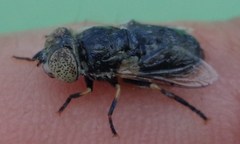 Eristalinus sepulchralis