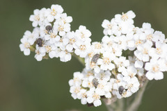 Cleopomiarus graminis