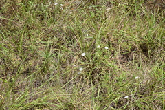 Stylisma pickeringii