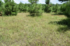 Stylisma pickeringii