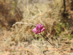 Allium pruinatum