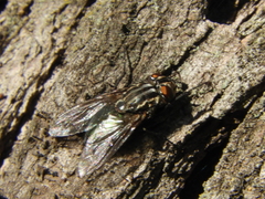 Sarconesia chlorogaster