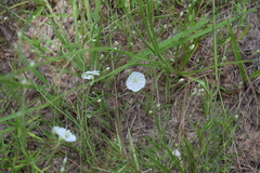 Stylisma pickeringii