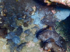 Plesiastrea versipora