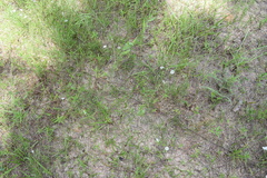 Stylisma pickeringii