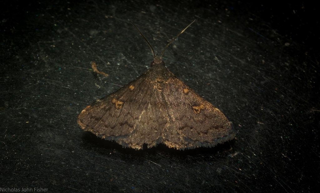 Naarda calliceros