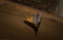 Tetracona amathealis