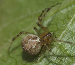 Theridion murarium