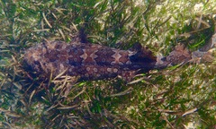 Orectolobus halei