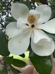 Magnolia grandiflora