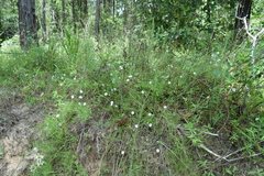 Stylisma pickeringii