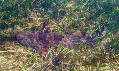 Orectolobus halei