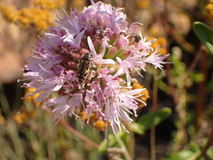 Acmaeodera hepburnii