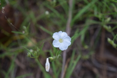 Stylisma pickeringii