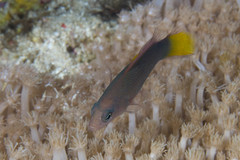 Pseudochromis marshallensis
