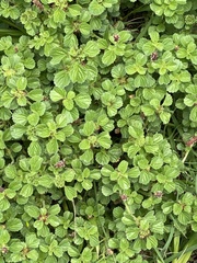 Acalypha monostachya