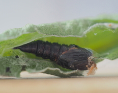Apechthis quadridentata