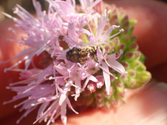 Acmaeodera hepburnii