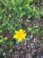 Krigia dandelion