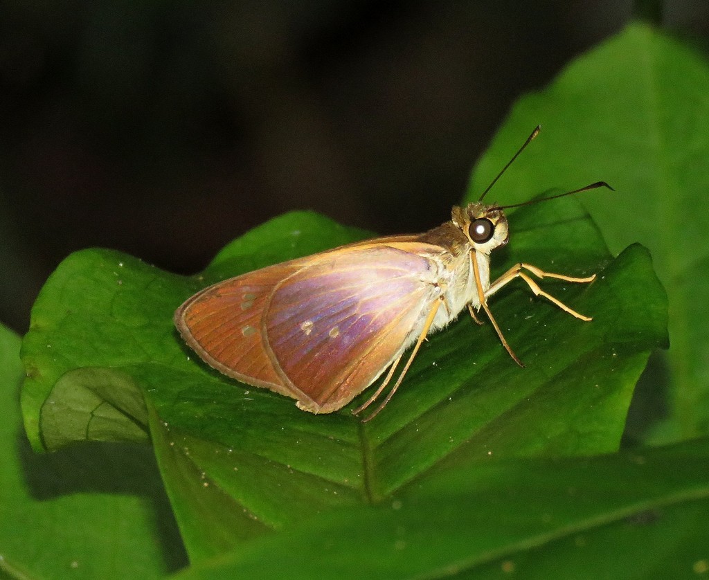 Saliana triangularis