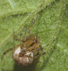 Theridion murarium