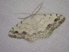 Scopula decorata