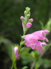 Physostegia leptophylla