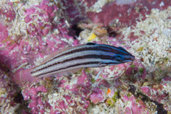 Halichoeres prosopeion