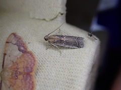 Pempeliella