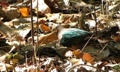 Chalcophaps longirostris