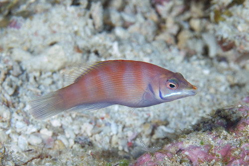 Disappearing wrasse (Pseudocheilinus evanidus) — Labridae — 4