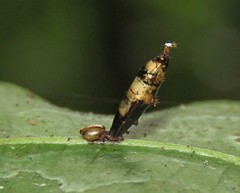 Rogadinae