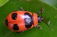 Alagoasa bipunctata