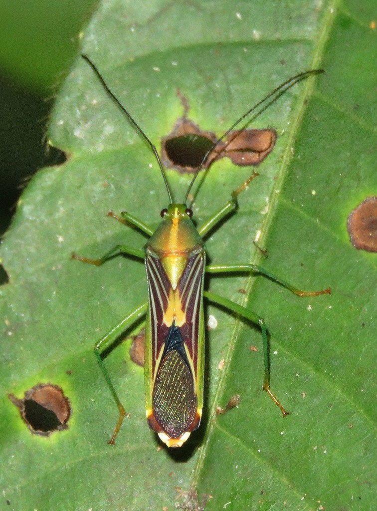 Cnemomis gracilis