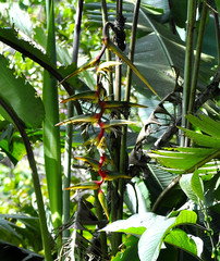Heliconia griggsiana